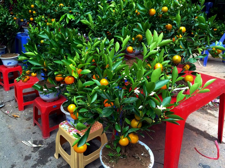 Hang Luoc Flower Market in Hanoi's Old Quarter - ảnh 5